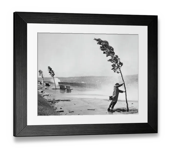 Framed Print : Man Holding Onto Tree During Hurricane Carol Framed Print : Man Holding Onto Tree During Hurricane Carol