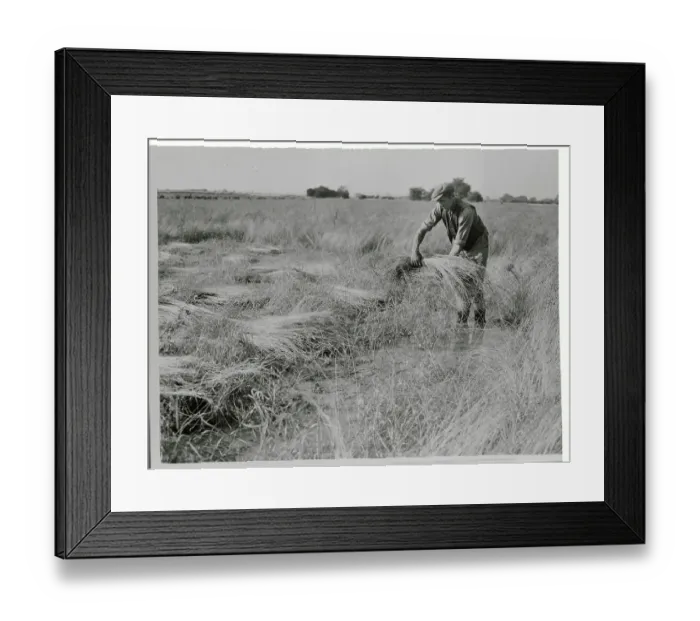 Framed Print : Man Salvaging His Flax Crop Framed Print : Man Salvaging His Flax Crop