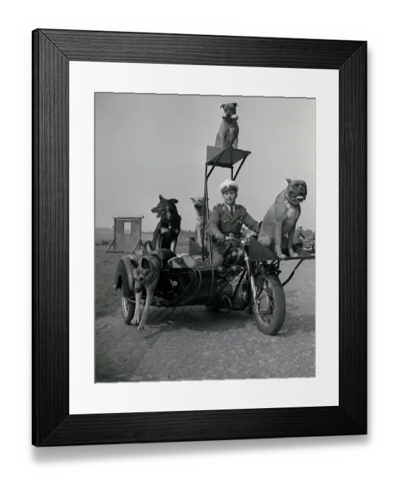 Framed Print : Police Dogs on Motorcycle Framed Print : Police Dogs on Motorcycle