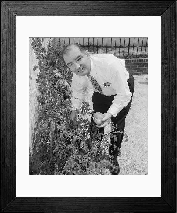 Framed Print : Senator Joseph McCarthy Picking Tomatoes in His Garden Framed Print : Senator Joseph McCarthy Picking Tomatoes in His Garden