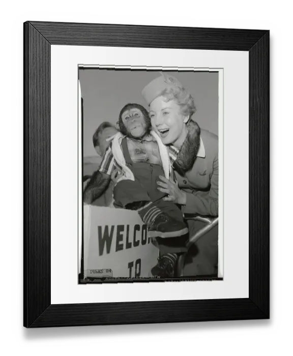 Framed Print : Barbara Behremdt Holding a Chimpanzee Framed Print : Barbara Behremdt Holding a Chimpanzee