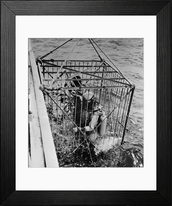 Framed Print : Jacques Cousteau Team Descending in Shark Cage Framed Print : Jacques Cousteau Team Descending in Shark Cage