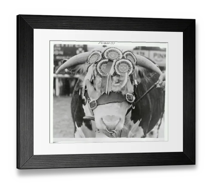 Framed Print : Portrait of an Award Winning Bull Framed Print : Portrait of an Award Winning Bull