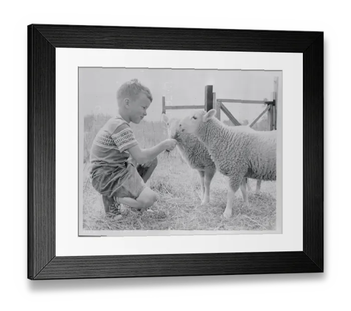 Framed Print : Child Feeding Lambs Framed Print : Child Feeding Lambs