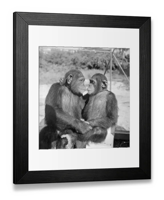 Framed Print : Two Chimpanzees Hugging Framed Print : Two Chimpanzees Hugging
