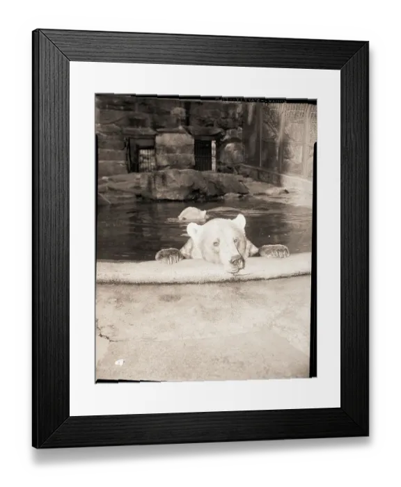 Framed Print : Polar Bears in Zoo Pool Framed Print : Polar Bears in Zoo Pool