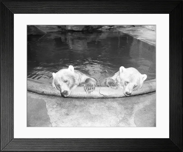 Framed Print : Polar Bears in Zoo Pool Framed Print : Polar Bears in Zoo Pool