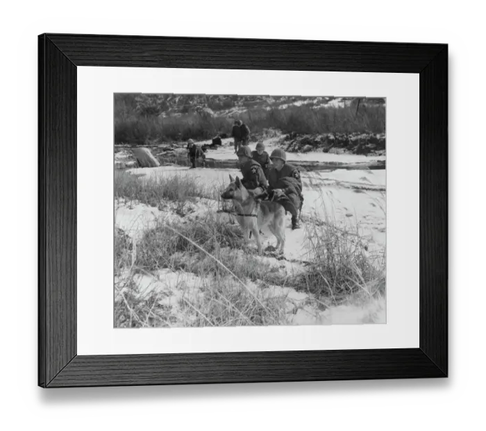 Framed Print : Scout Dog In Korea Framed Print : Scout Dog In Korea