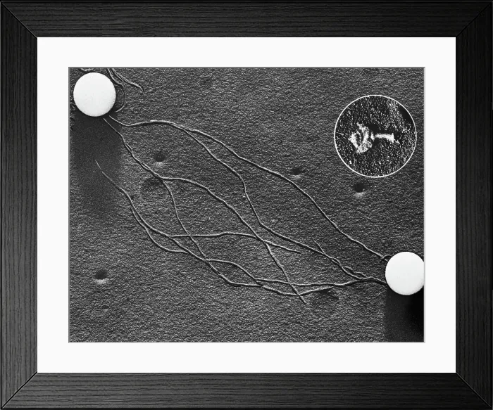 Framed Print : Magnified Photo of DNA Framed Print : Magnified Photo of DNA