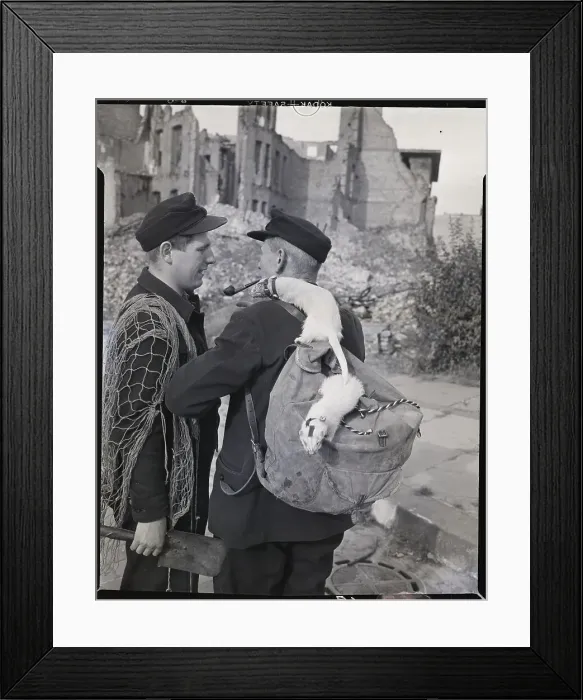Framed Print : Men Use Ferrets To Hunt Rabbits Framed Print : Men Use Ferrets To Hunt Rabbits