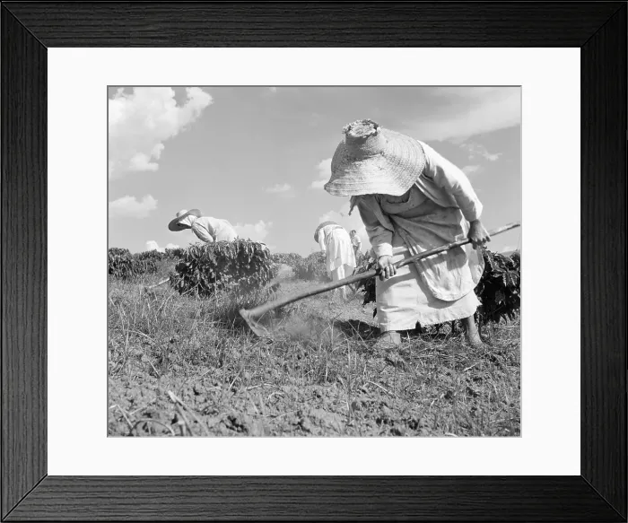 Framed Print : Women Planting Coffee in Brazil Framed Print : Women Planting Coffee in Brazil