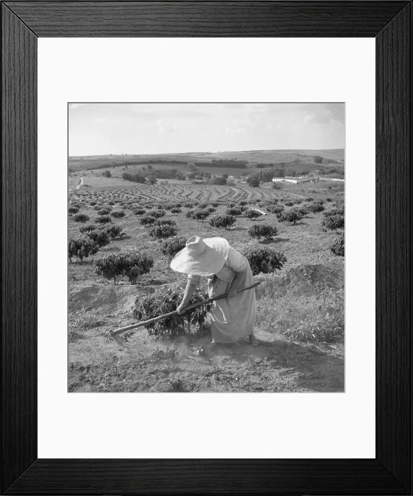 Framed Print : Planting Coffee In Brazil Framed Print : Planting Coffee In Brazil