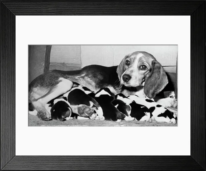 Framed Print : Mother and Pups Lying Together Framed Print : Mother and Pups Lying Together