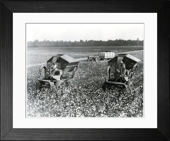 Framed Print : Mississippi Cotton Plantation