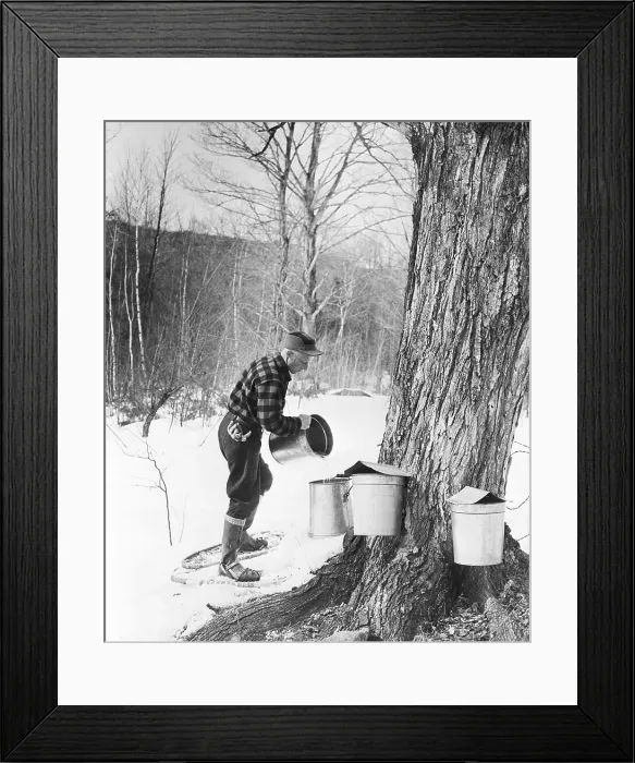 Framed Print : Man Gathering Sap from Maple Tree Framed Print : Man Gathering Sap from Maple Tree