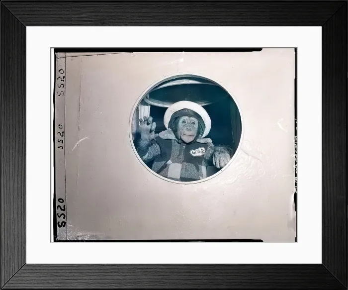 Framed Print : J. Fred Muggs Looking out the Window of a Ship Framed Print : J. Fred Muggs Looking out the Window of a Ship