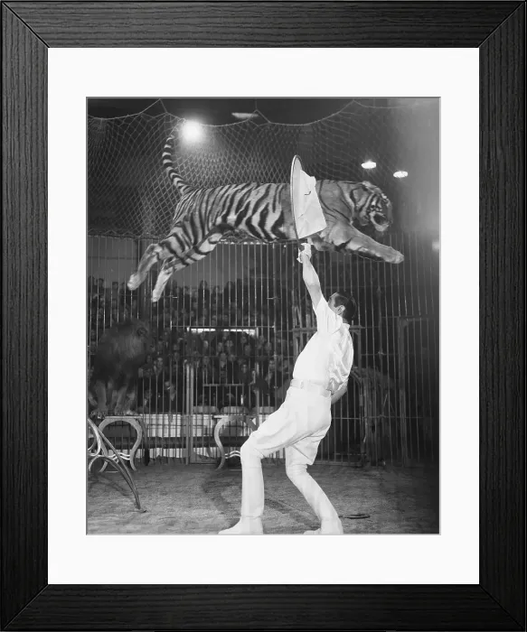 Framed Print : Tiger Jumping Through Hoop Over Trainer Framed Print : Tiger Jumping Through Hoop Over Trainer
