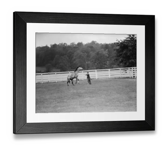 Framed Print : Trainer Working With Horse Inside Fence Framed Print : Trainer Working With Horse Inside Fence