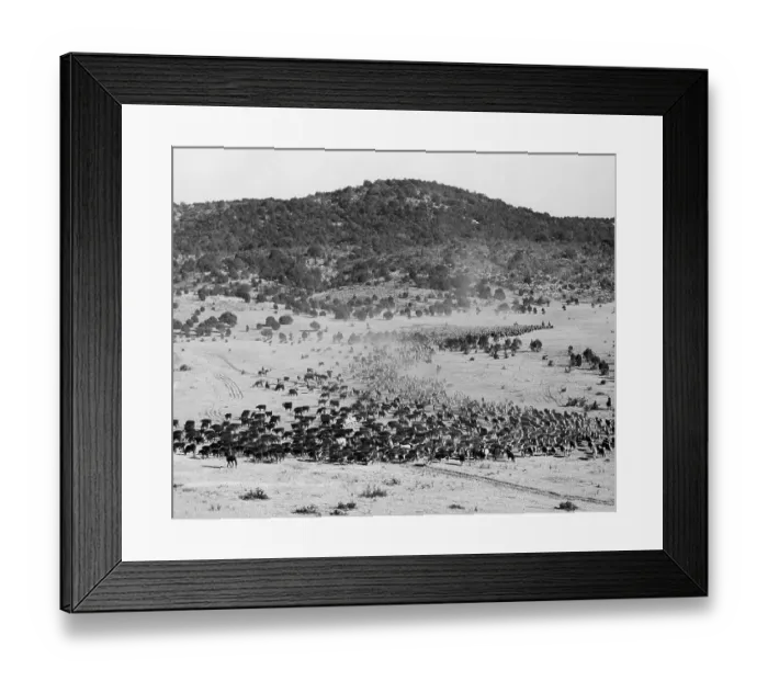 Framed Print : Cowboys Herding Large Amounts Of Cattle Framed Print : Cowboys Herding Large Amounts Of Cattle