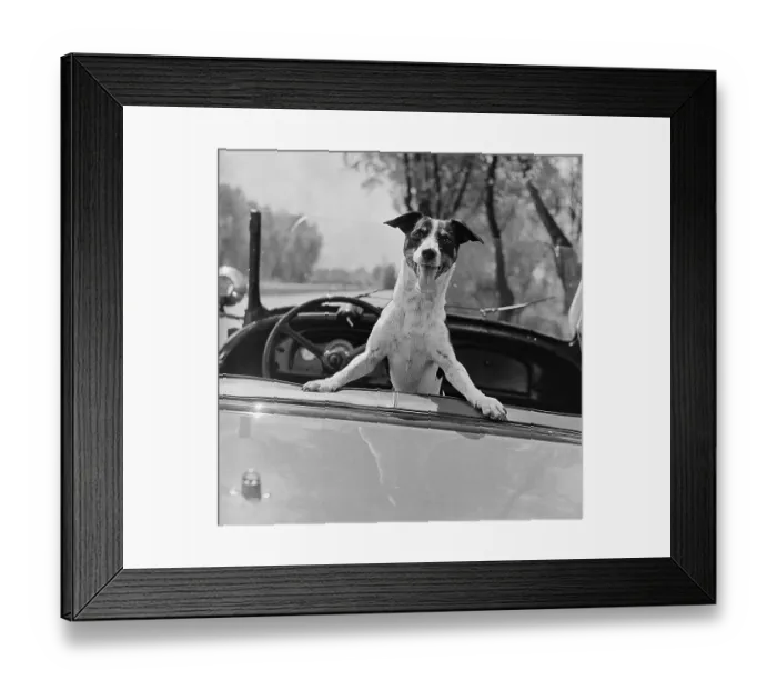 Framed Print : Fox Terrier in Owner's Convertible Framed Print : Fox Terrier in Owner's Convertible