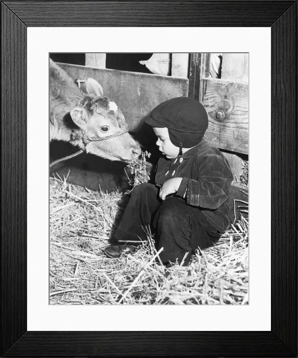 Framed Print : Child Visits Baby Calf Framed Print : Child Visits Baby Calf