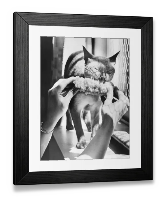 Framed Print : Woman's Hands Feeding Cat a Corn Cob Framed Print : Woman's Hands Feeding Cat a Corn Cob