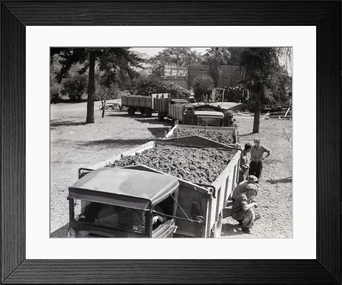 Framed Print : Line of Trucks Loaded With Grapes Framed Print : Line of Trucks Loaded With Grapes