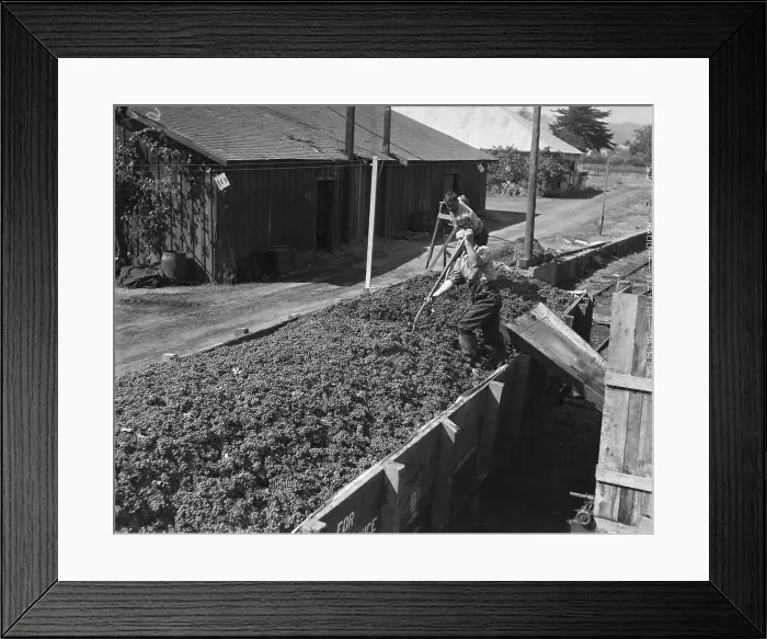 Framed Print : Unloading Grapes From Freight Car, California Framed Print : Unloading Grapes From Freight Car, California