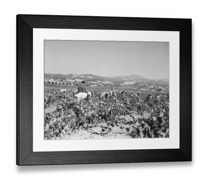 Framed Print : Harvesters Working in Vineyard, California Framed Print : Harvesters Working in Vineyard, California