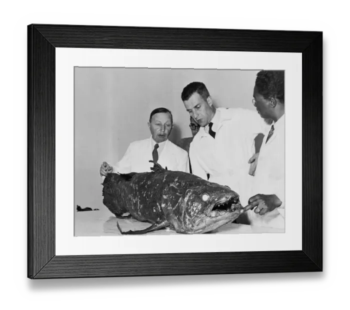 Framed Print : Researchers Looking Over Coelacanth