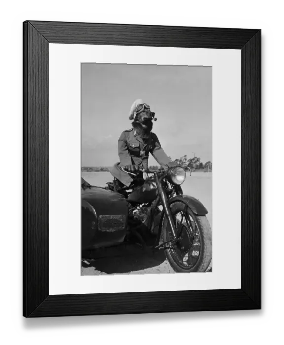 Framed Print : Smoking Police Dog On Motorcycle Framed Print : Smoking Police Dog On Motorcycle