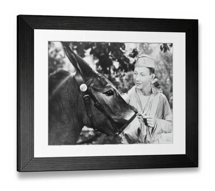 Framed Print : Donald O'Connor and Mule Framed Print : Donald O'Connor and Mule
