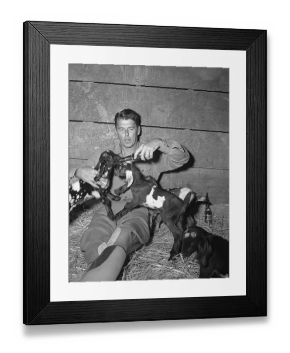 Framed Print : Ronald Reagan Feeding Goats Framed Print : Ronald Reagan Feeding Goats