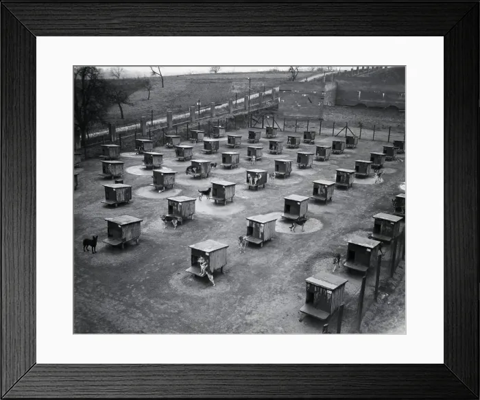 Framed Print : Overview of Dog Kennels at Military Base Framed Print : Overview of Dog Kennels at Military Base