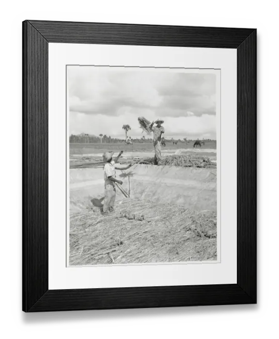 Framed Print : Field Workers Cultivating Kenaf Crops Framed Print : Field Workers Cultivating Kenaf Crops