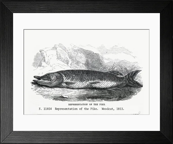 Framed Print : Woodcut Of The Pike, A Freshwater Fish Framed Print : Woodcut Of The Pike, A Freshwater Fish