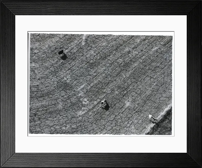 Framed Print : Drought In Texas Framed Print : Drought In Texas