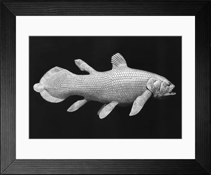 Framed Print : Model of Coelacanths Framed Print : Model of Coelacanths