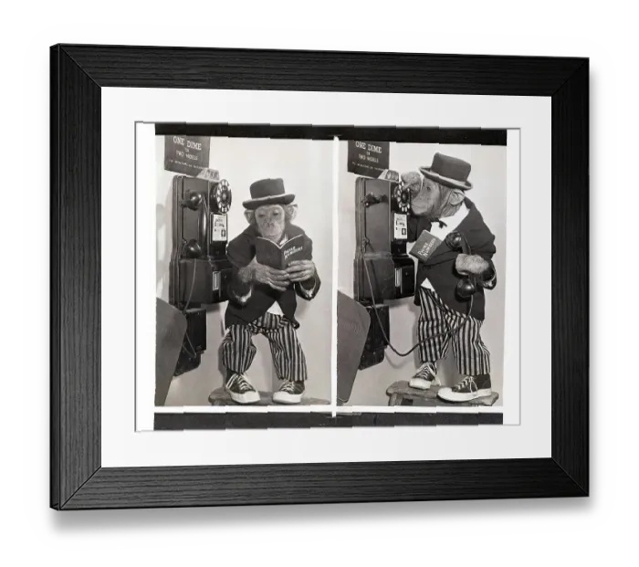 Framed Print : Performing Chimpanzee on the Phone Framed Print : Performing Chimpanzee on the Phone