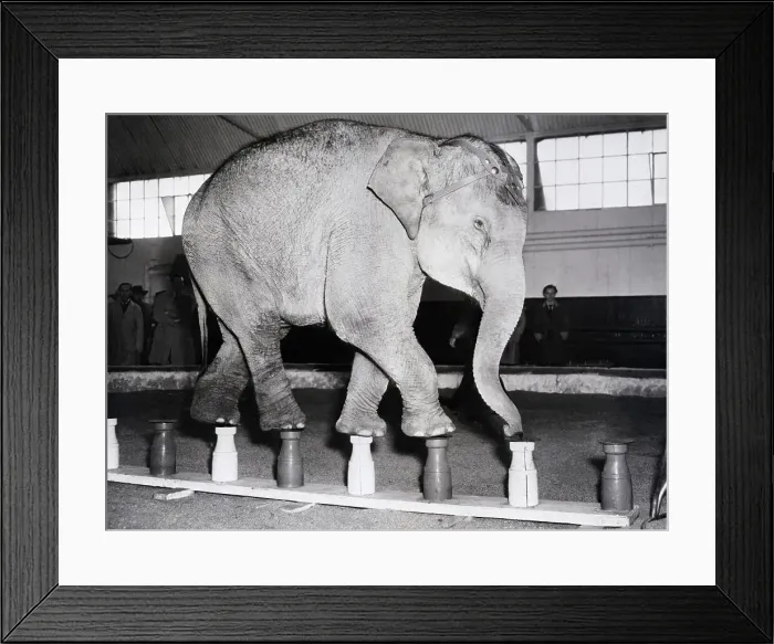 Framed Print : Elephant Walking On Milk Bottles Framed Print : Elephant Walking On Milk Bottles
