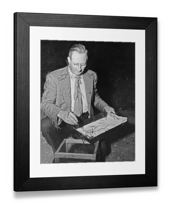 Framed Print : Entomologist Collecting Walking Sticks Framed Print : Entomologist Collecting Walking Sticks