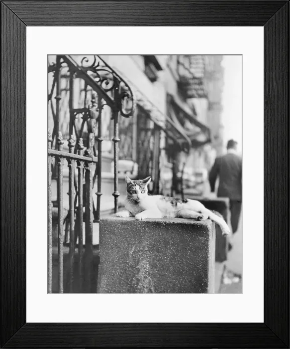 Framed Print : Cat Sitting Atop City Stoop Framed Print : Cat Sitting Atop City Stoop