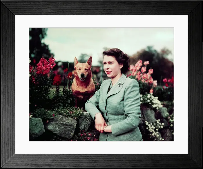 Framed Print : Queen Elizabeth in Garden with Dog Framed Print : Queen Elizabeth in Garden with Dog
