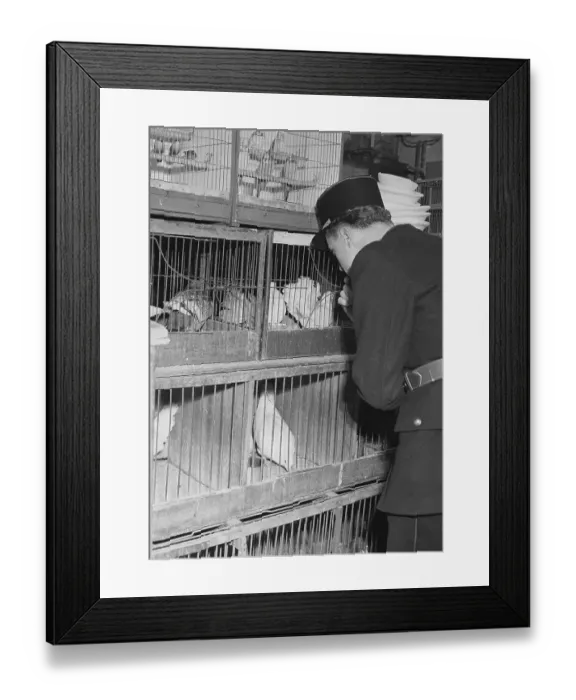 Framed Print : Police Check Pigeons In Paris Framed Print : Police Check Pigeons In Paris