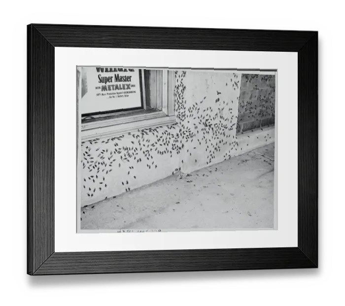 Framed Print : Crickets Infestation Framed Print : Crickets Infestation