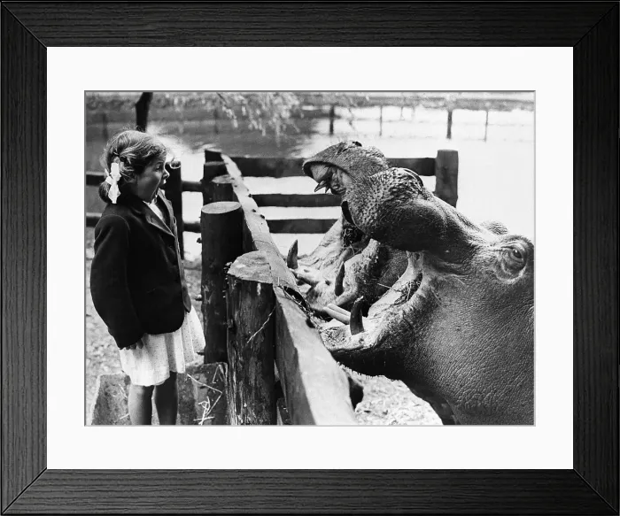 Framed Print : Girl Looks at Yawning Hippos Framed Print : Girl Looks at Yawning Hippos