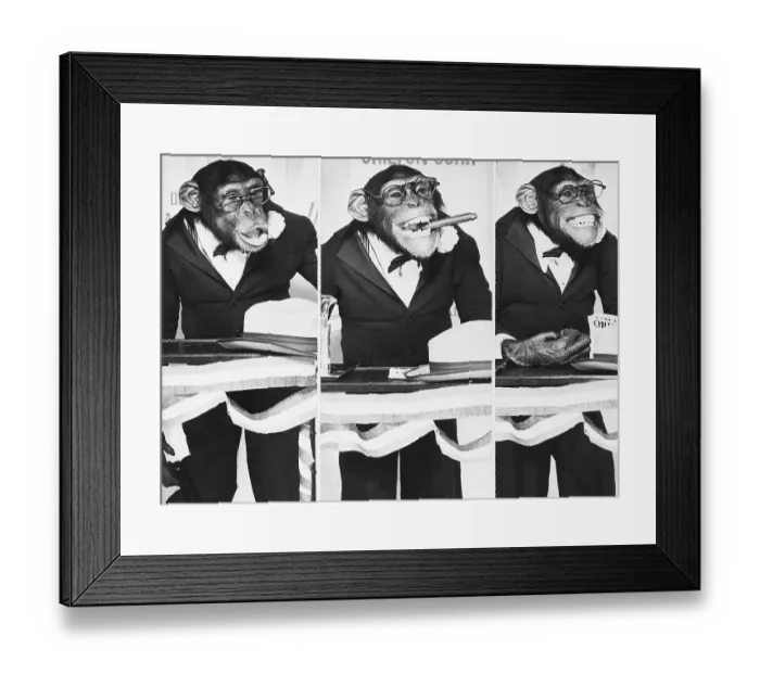 Framed Print : Bonzo The Chimp Acts Like Politician Framed Print : Bonzo The Chimp Acts Like Politician