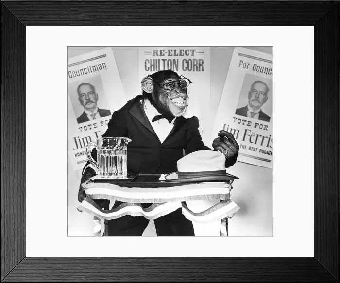 Framed Print : Bonzo the Chimp Campaigning Framed Print : Bonzo the Chimp Campaigning