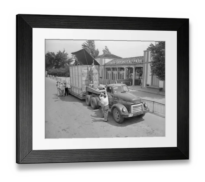 Framed Print : Giraffe Being Transported to New Home