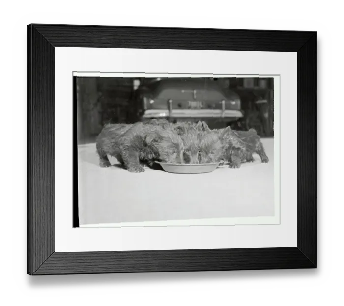 Framed Print : Litter of Scottie Pups Eating at Food Dish Framed Print : Litter of Scottie Pups Eating at Food Dish